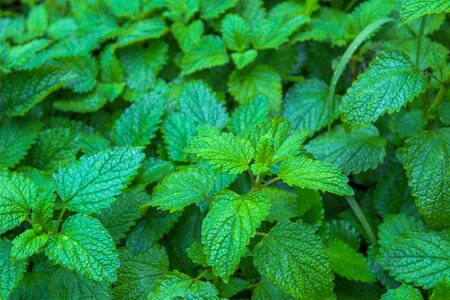 Melissa officinalis aromatic nature