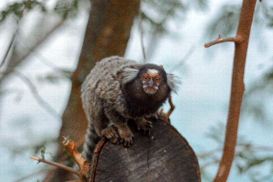 Nature forest marmoset