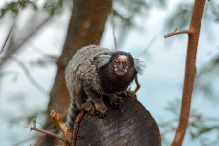 Nature forest marmoset