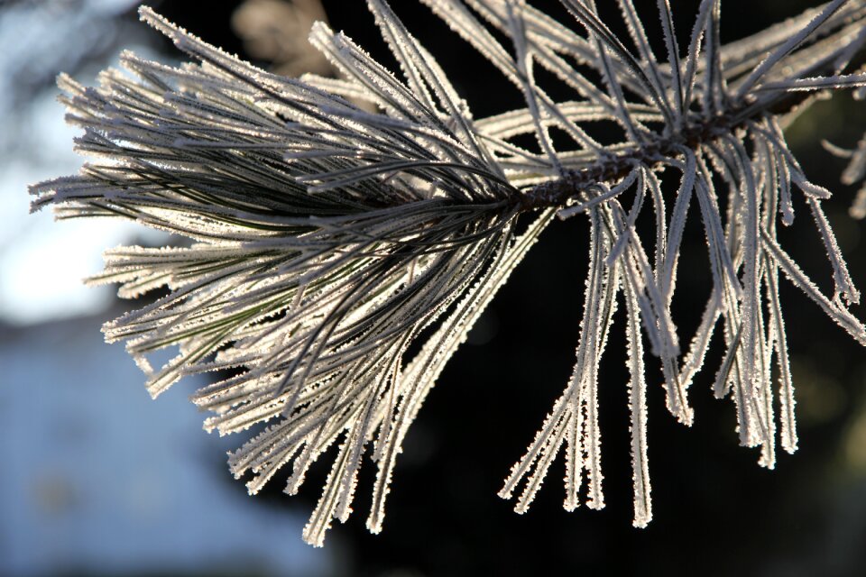 Nature crystals plants