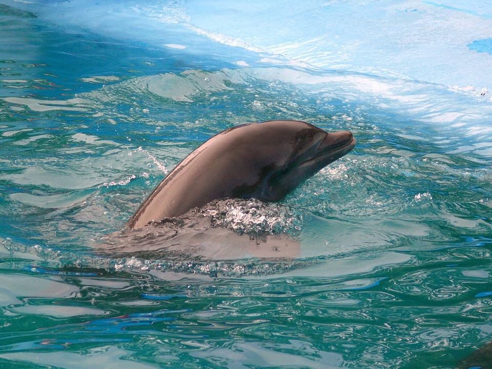 Dolphin pool dominican