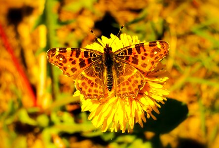 Dandelion flower animals