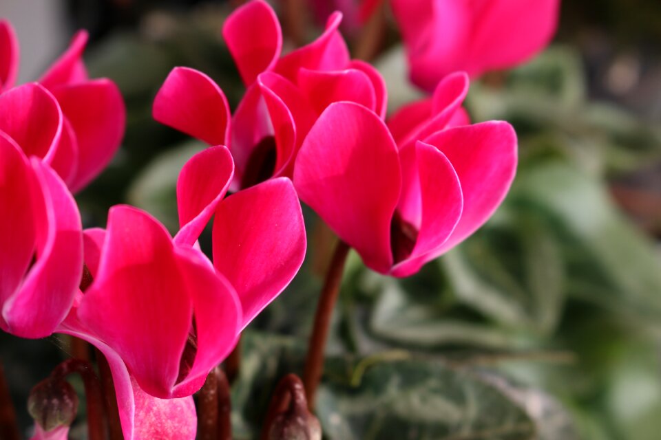 Pink green upsidedown