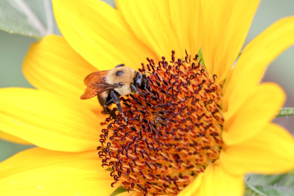 Yellow yellow flower yellow sunflower