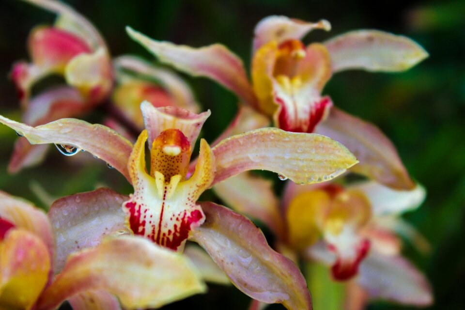 Petals plant flowery