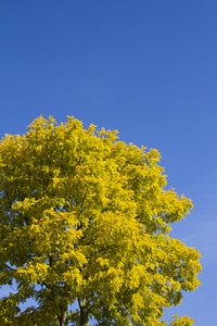 Autumn leaves trees photo