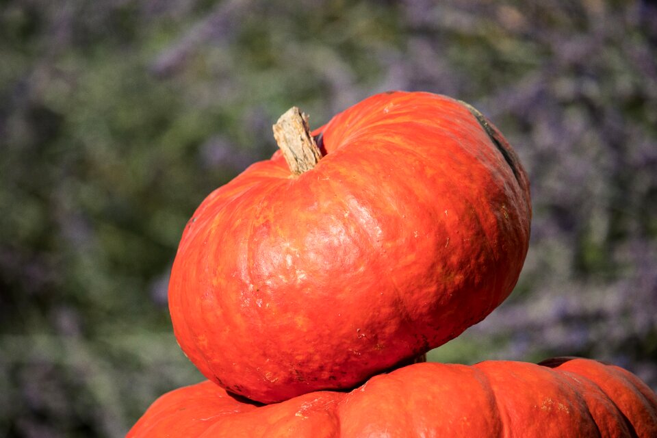 Food autumn agriculture