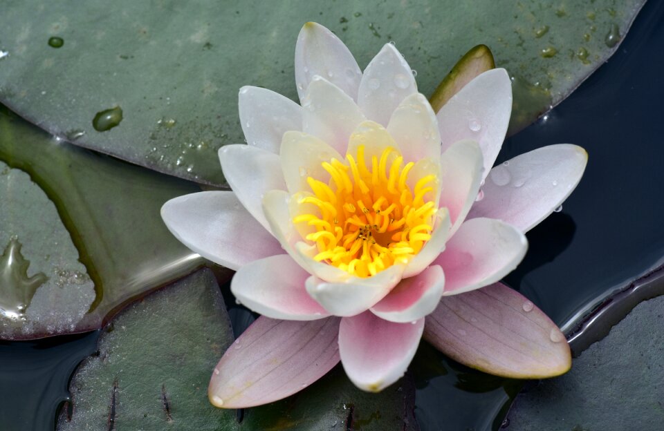 Water nature blossom