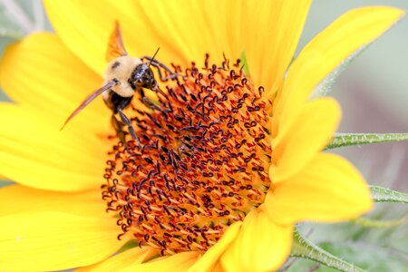 Flower sunflower yellow