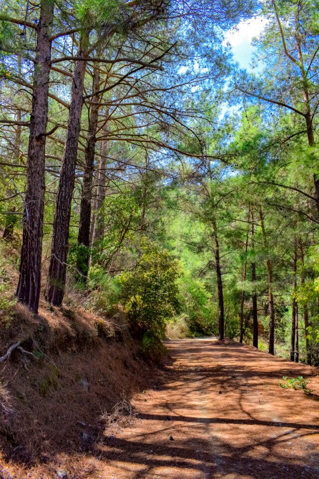 Nature landscape dirt road photo