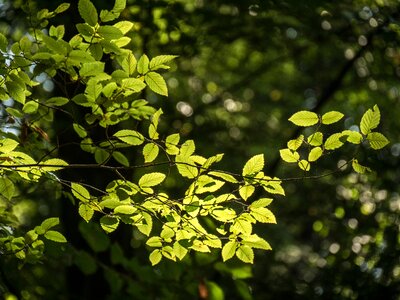 Branch backlighting bright