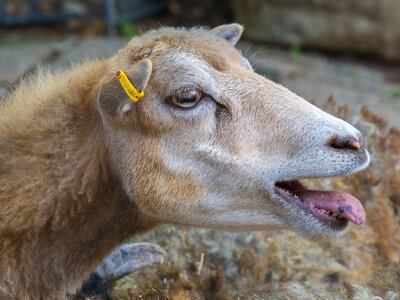 Animals gripe animal