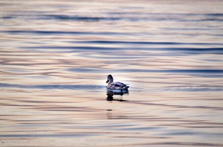 Duck twilight the background
