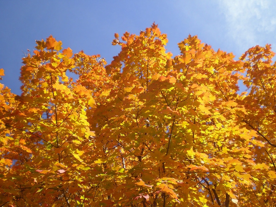 Trees maple fall