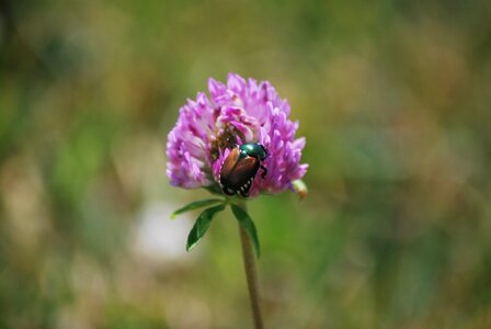 Beetle nature bloom photo