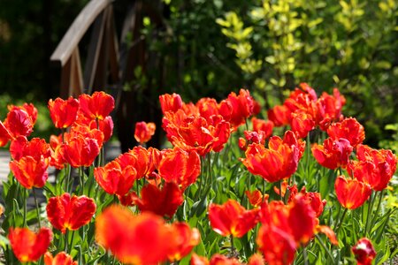 Flowers spring beauty