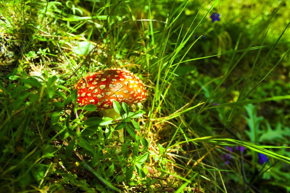Nature green mushrooms
