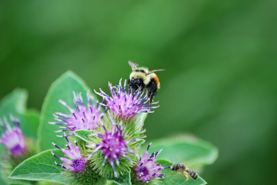 Flower insect nature