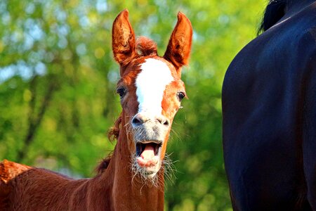 Mare animal thoroughbred arabian photo