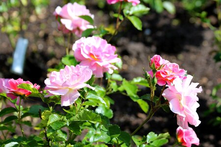 Bloom pink roses nature