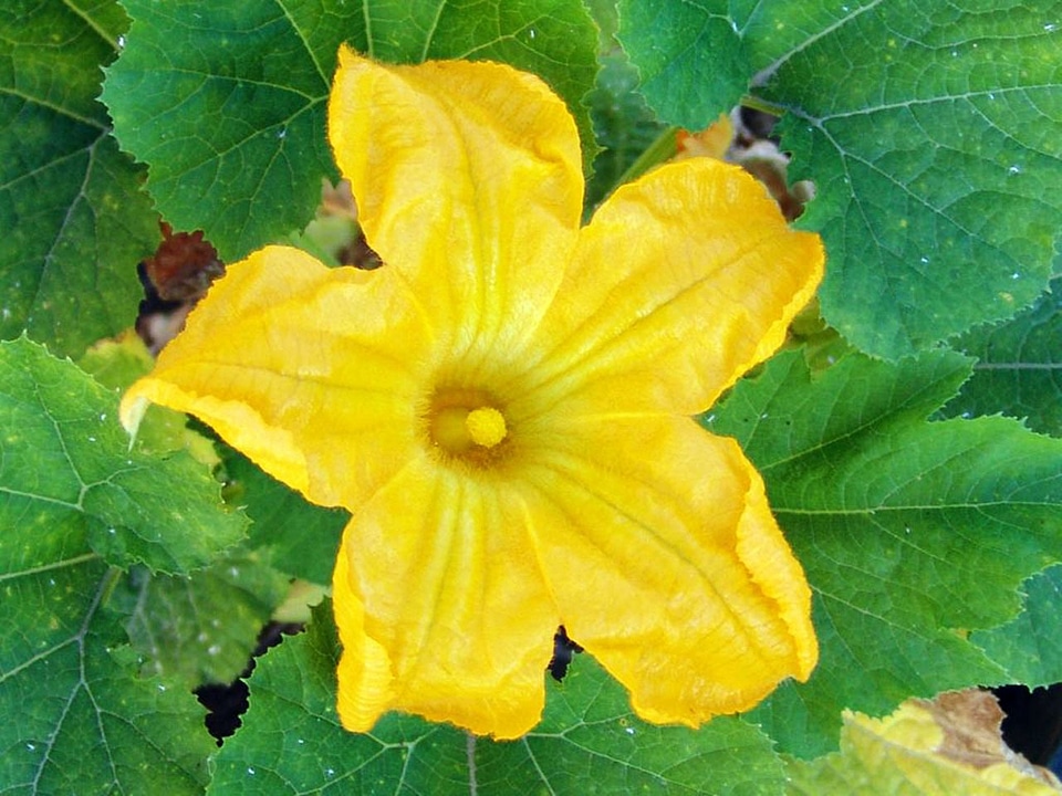 Flower zucchini courgette
