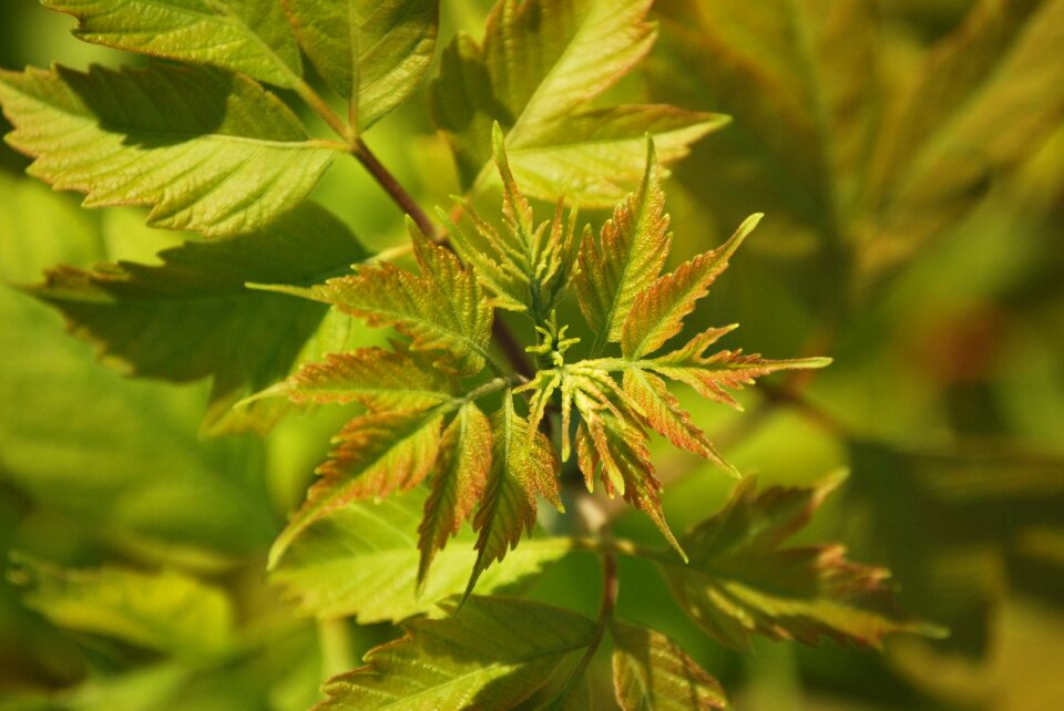 Leaf nature foliage