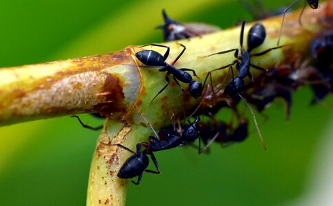 Lasius niger animalia arthropod
