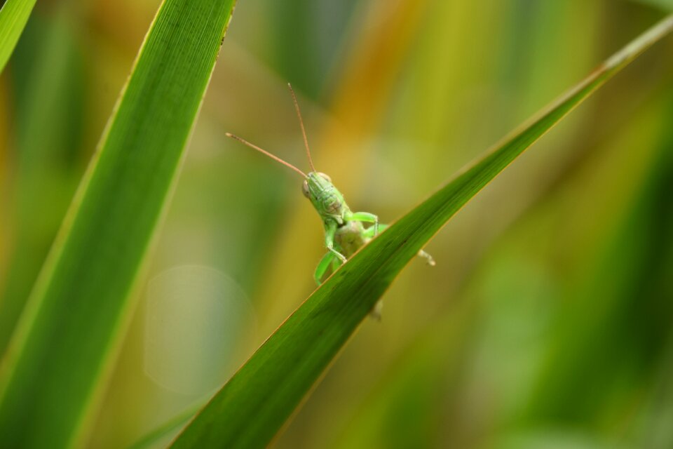 Green biological animal