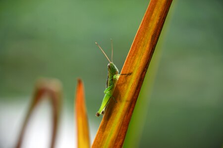 Biological animal summer