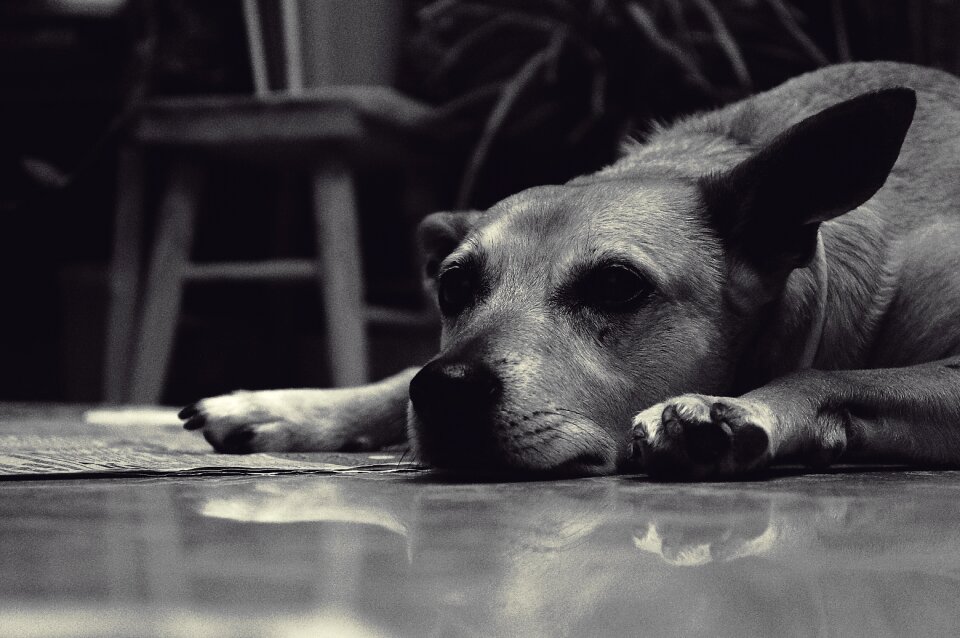 Animal dog cute