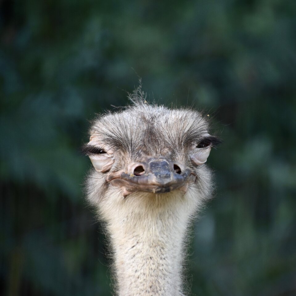 Animal close your eyes head