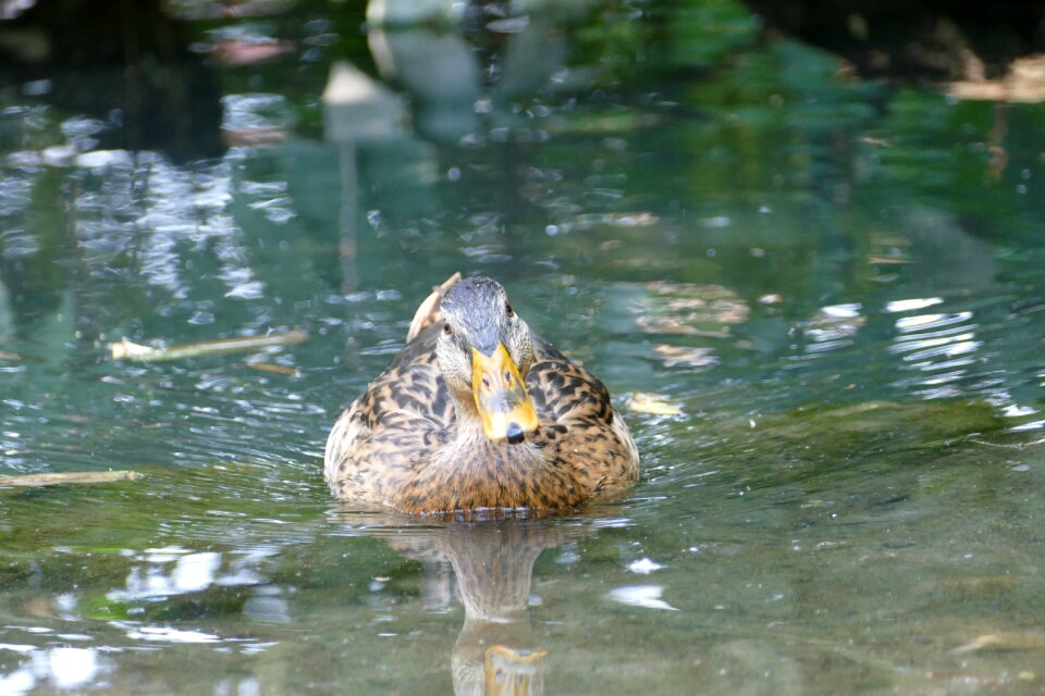 Duck water bird animal