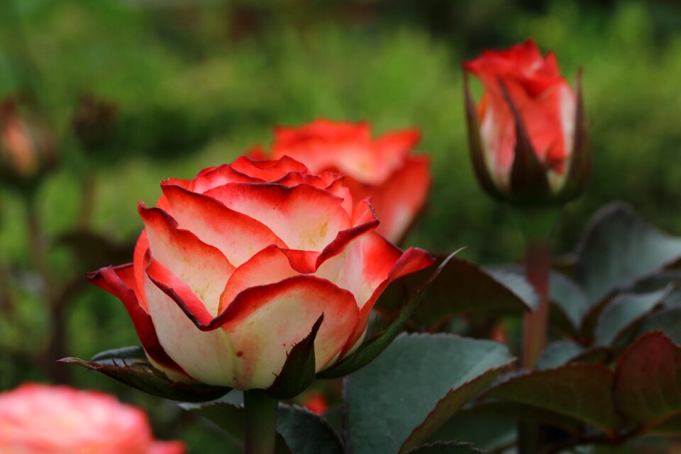 Jungnangcheon fresh medium petal
