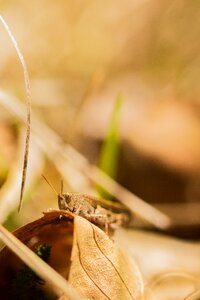 Close up autumn nature