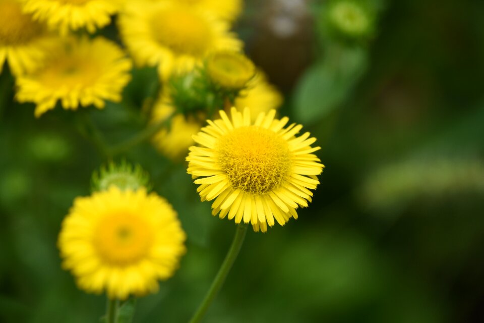 Flowers in full bloom plant