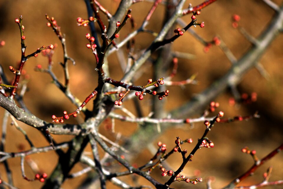 Plum tree plum blossoms winter