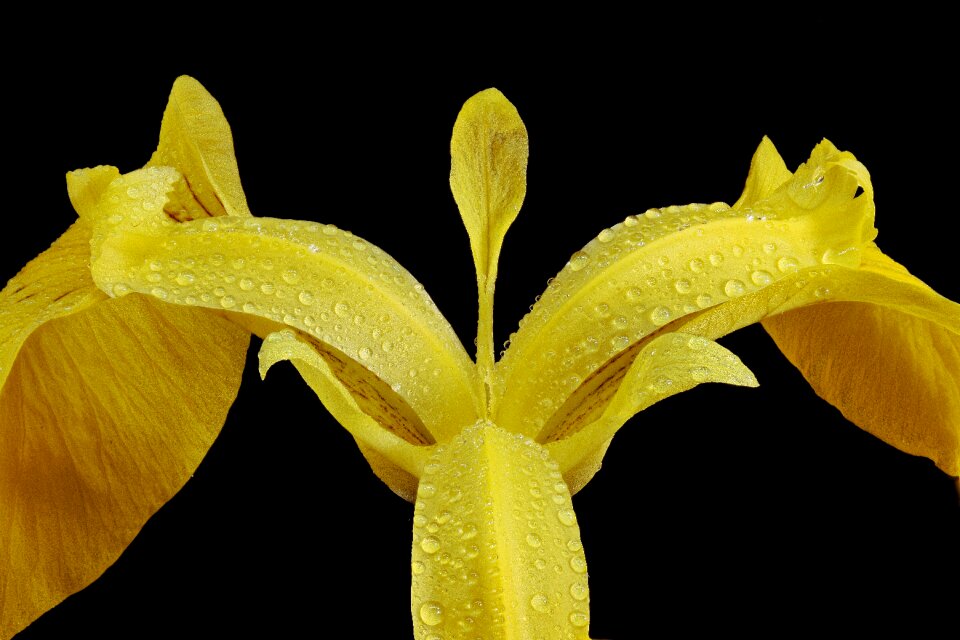 Blossom bloom raindrop