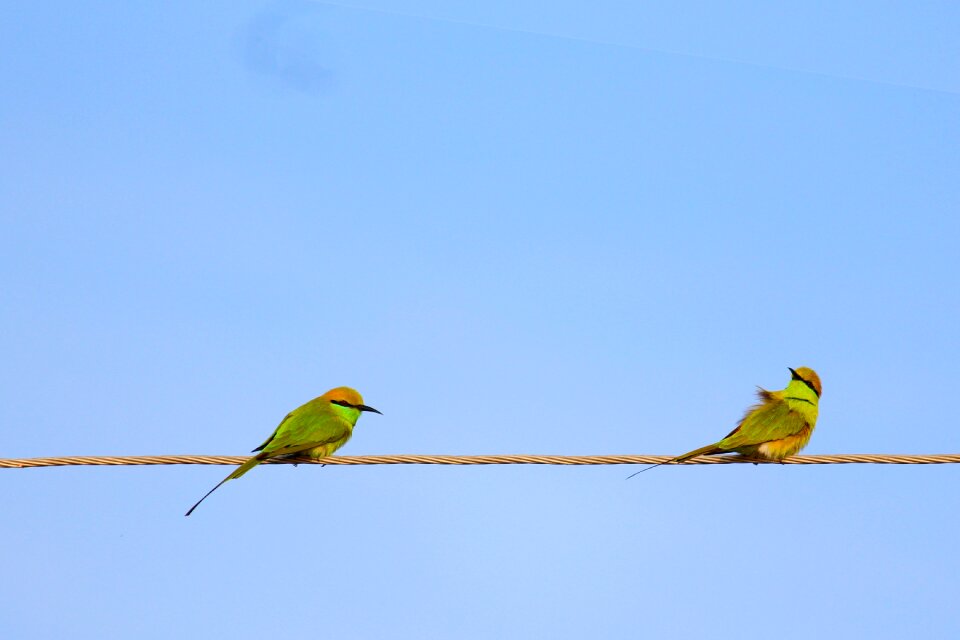 Bee-eater fly wings