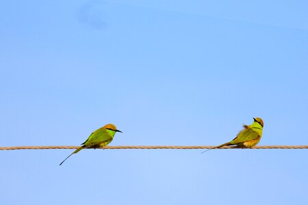 Bee-eater fly wings photo