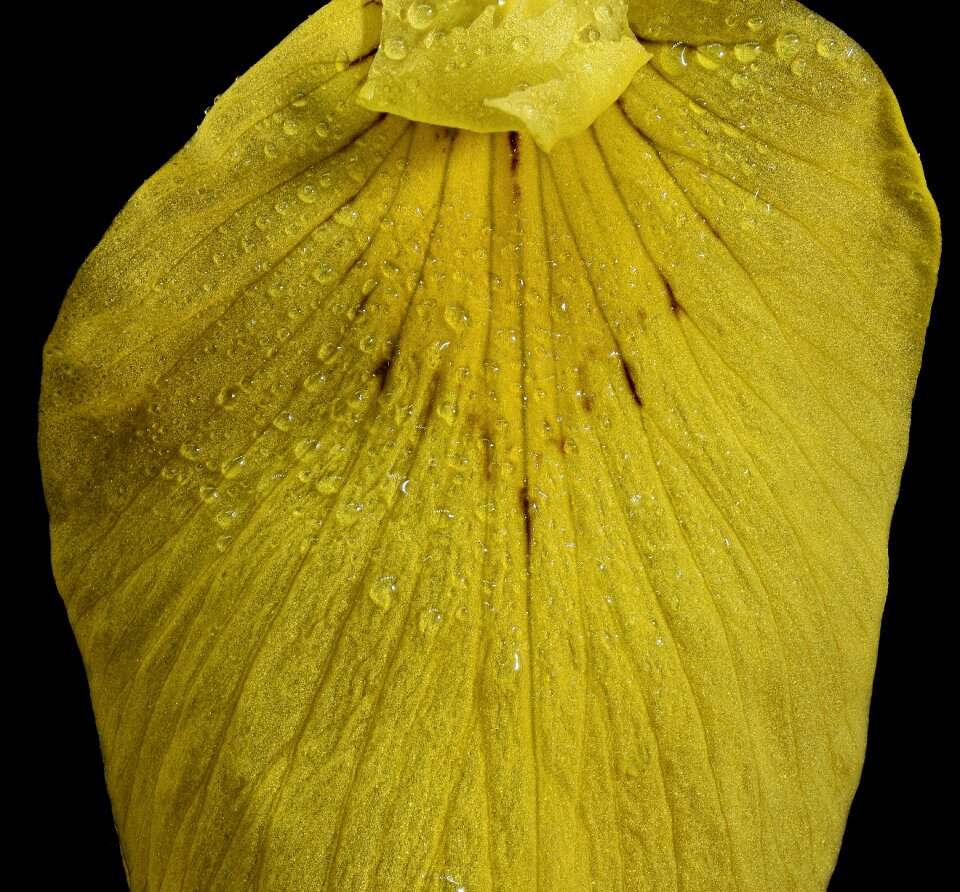 Blossom bloom raindrop