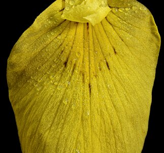 Blossom bloom raindrop