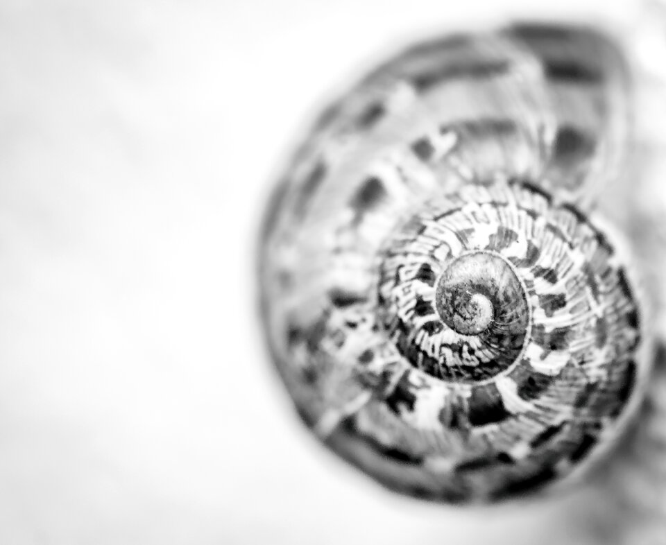 Shell animal spiral