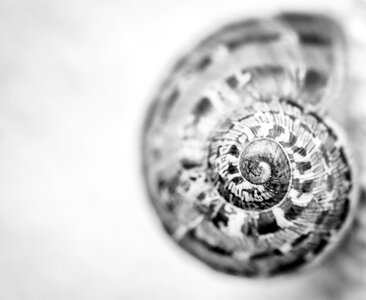 Shell animal spiral