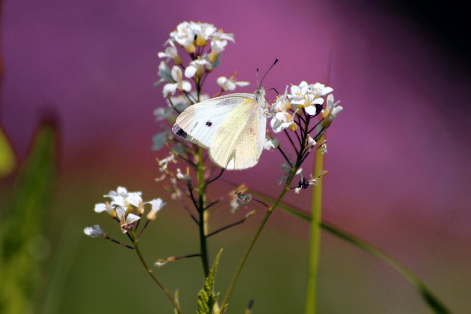 Summer bloom white butterfly