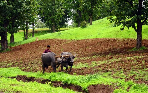 Ploughing primitive agriculture photo