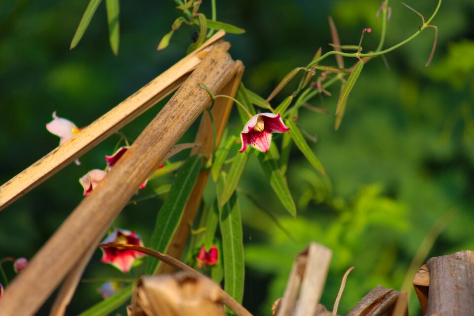 Blossom plant nature