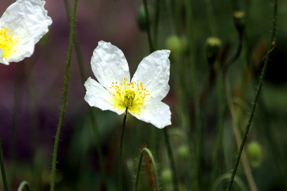 Bloom nature mohngewaechs