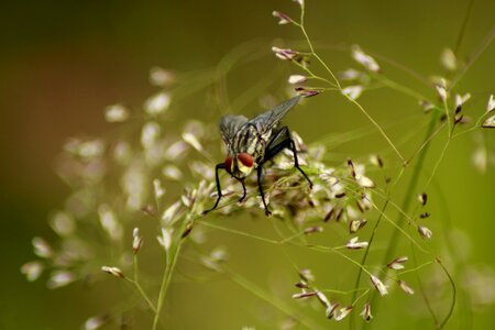 Insect animal wing