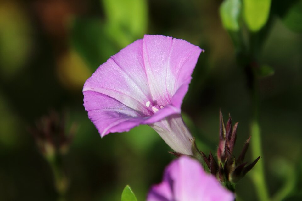 Flower plant flora