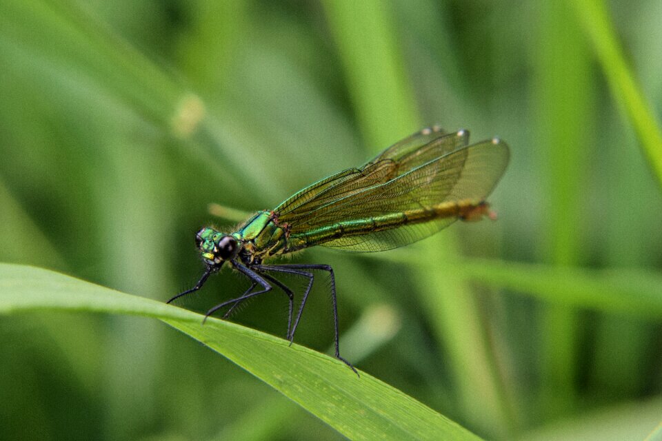 Nature insect animals